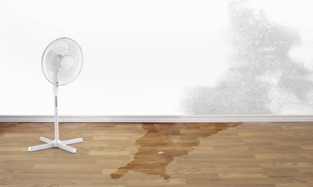 Best Professional water damage repair  in Velda City, MO